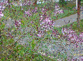 a1figure.gif